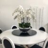 Avenue Bowl with White Phalaenopsis Orchids