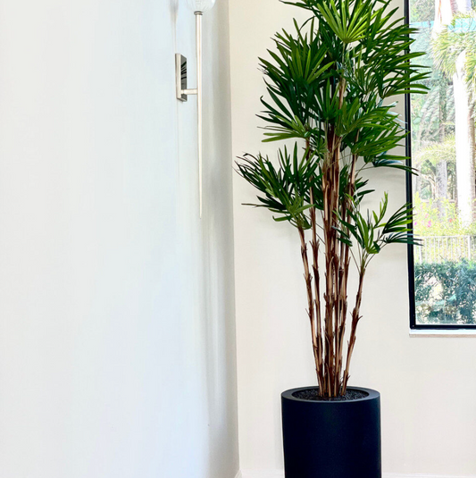 Lady Palm in XL Dice Planter