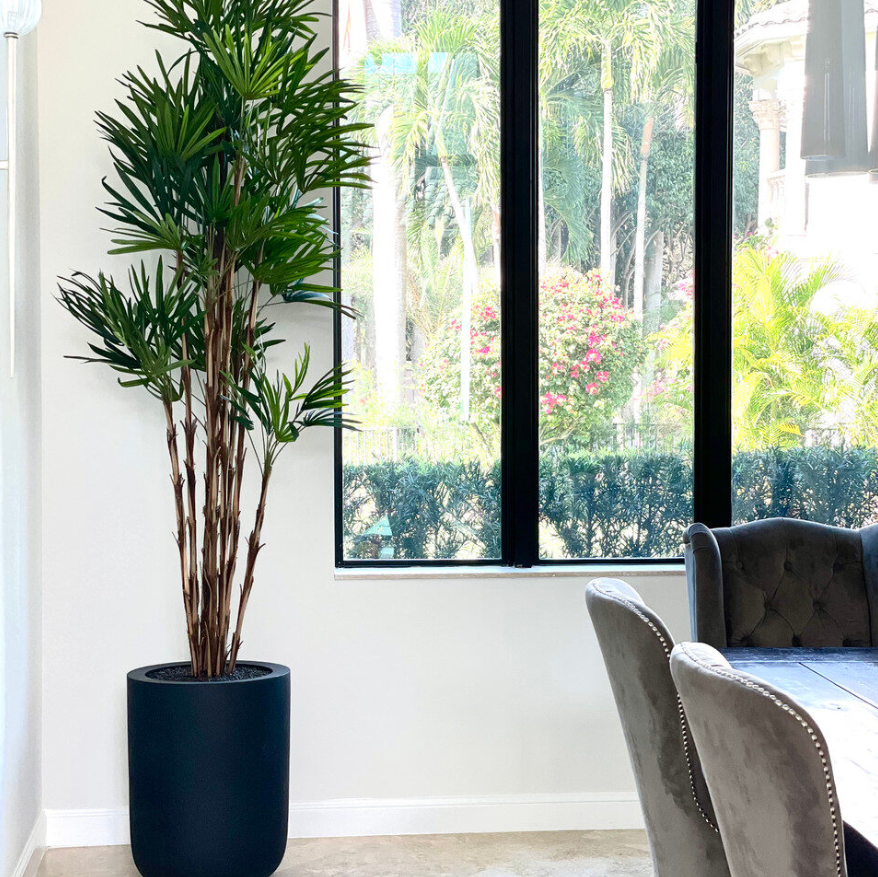 Lady Palm in XL Dice Planter
